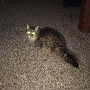 Meet your Posher, Joyce